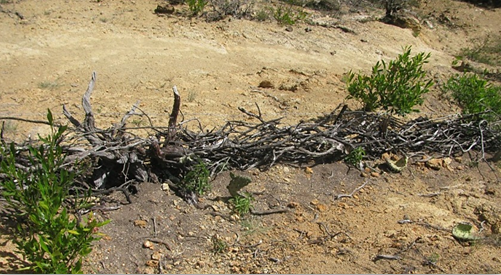 Barreras de ramas estado inicial