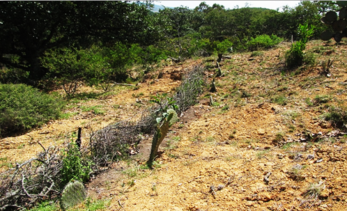Barreras de ramas estado final