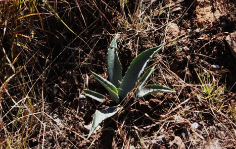 Plantación de maguey estado inicial