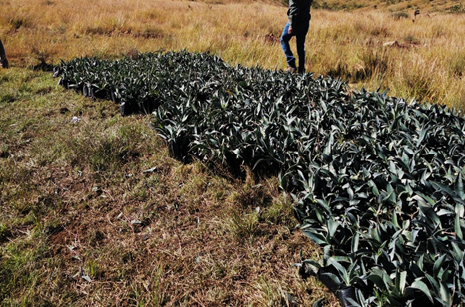 Plantación de maguey consolidado