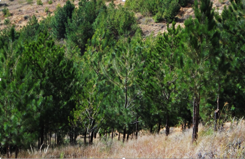 Reforestación pino y encino crecimiento